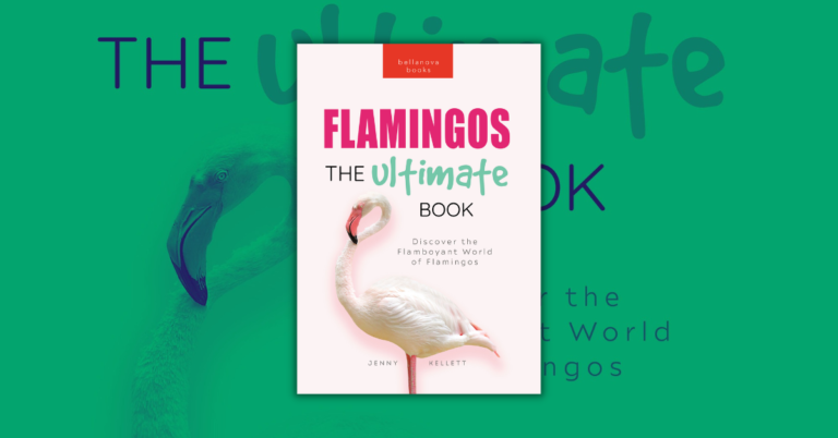 Flamingos The Ultimate Book by Jenny Kellett