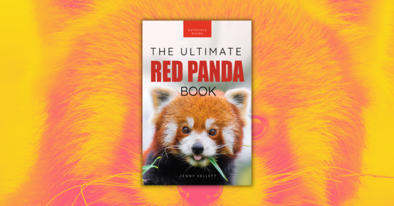 Red Pandas The Ultimate Book by Jenny Kellett